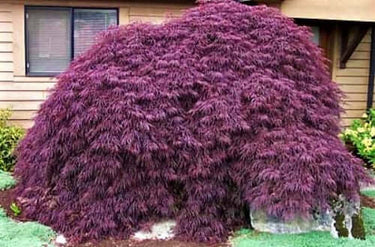 Acer palmatum 'Crimson Queen' - mapleridgenursery